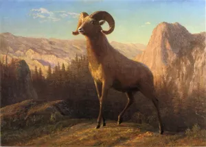 A Rocky Mountain Sheep, Ovis, Montana by Albert Bierstadt Oil Painting