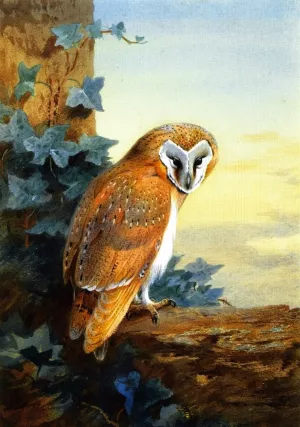 A Barn Owl Oil painting by Archibald Thorburn