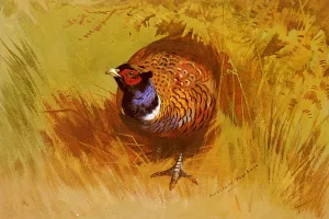 A Cock Pheasant by Archibald Thorburn Oil Painting