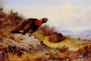 Red Grouse on the Moor by Archibald Thorburn Oil Painting