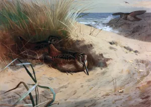 Woodcock Among the Dunes by Archibald Thorburn Oil Painting