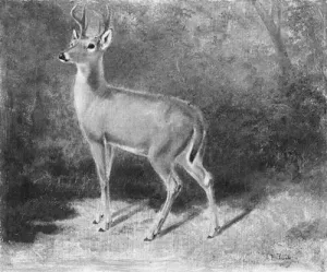 Deer--Sketch from Nature by Arthur Fitzwilliam Tait Oil Painting