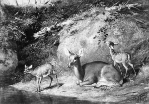 Doe and Two Fawns by Arthur Fitzwilliam Tait Oil Painting