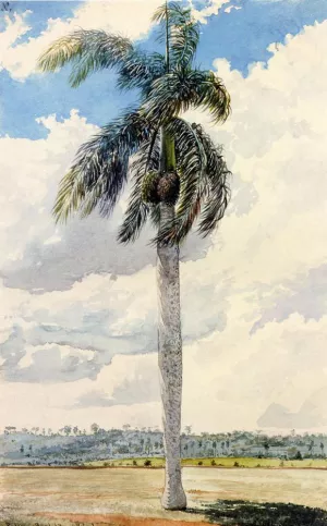 Royal Palm by Charles De Wolf Brownell Oil Painting