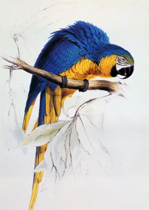 Blue And Yellow Macaw by Edward Lear Oil Painting