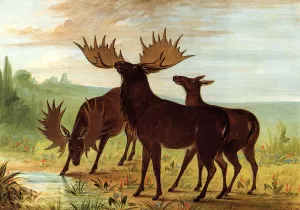 Moose at Waterhole by George Catlin Oil Painting
