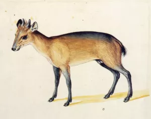 Red-Flanked Duiker by Giuseppe Arcimboldo Oil Painting