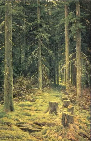 A Coniferous Forest by Ivan Ivanovich Shishkin Oil Painting