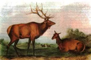 Eastern-Elk by John James Audubon Oil Painting