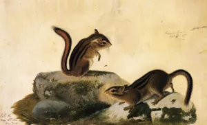 Two Ground Squirrels by John James Audubon Oil Painting