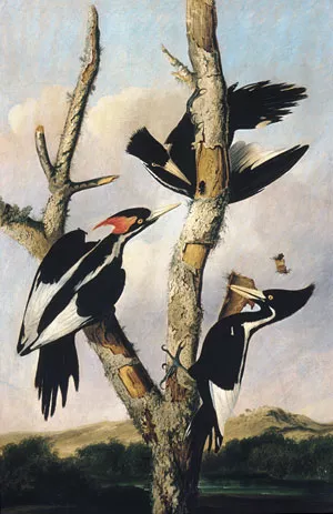 Ivory-Billed Woodpeckers by Joseph Bartholomew Kidd Oil Painting