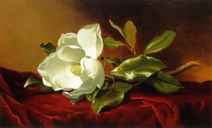 A Magnolia on Red Velvet by Martin Johnson Heade Oil Painting
