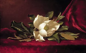 The Magnolia Blossom by Martin Johnson Heade Oil Painting