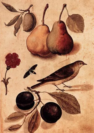 Specimens of Nature by Ulisse Aldrovandi Oil Painting
